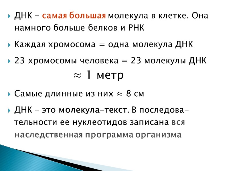 ДНК – самая большая молекула в клетке. Она намного больше белков и РНК Каждая